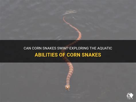 Can Corn Snakes Swim? Exploring the Aquatic Abilities of These Fascinating Reptiles