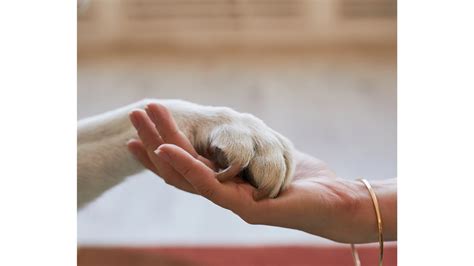 ペット 生まれ変わり: もしもあなたのペットが別の形で戻ってきたら？